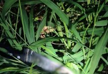 Idoso é morto a facadas pelo próprio neto em Pirapozinho