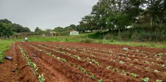 Irrigação ‘inicial’ da batata-doce gera maior produtividade