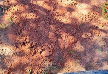 Polícia Civil prende casal por ocultação de cadáver de recém-nascido em Álvares Machado