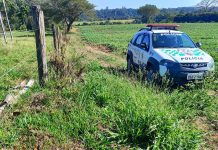 Polícia Ambiental aplica mais de R$ 11 mil em multas por corte irregular de árvores em Prudente