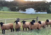 Feicorte 2026 terá exposição nacional da raça Suffolk em Prudente