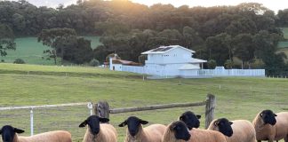 Feicorte 2026 terá exposição nacional da raça Suffolk em Prudente