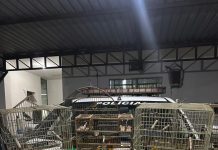 Polícia Ambiental flagra criação irregular de aves silvestres em bairro de Prudente