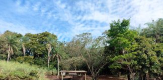 Área de preservação é alvo de intervenção irregular e gera multa de R$ 5,6 mil em Rosana