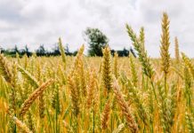 Produção de inverno deve cair 15% no Brasil, aponta Conab