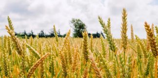 Produção de inverno deve cair 15% no Brasil, aponta Conab