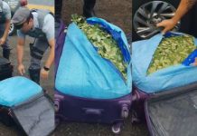 Polícia Rodoviária apreende 125 quilos de folhas de coca em ônibus na Raposo Tavares