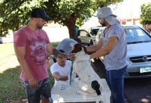 UVZ promove plantão para exames e microchipagem de pets em Prudente neste sábado