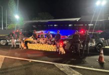 Polícia Rodoviária apreende 99 Kg de Skunk escondidos em fundo falso de ônibus em Presidente Prudente