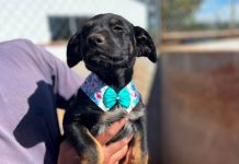 Feira de adoção de cães será realizada neste sábado no centro de Presidente Prudente