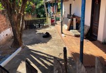 Homem é multado em R$ 3 mil por manter cachorro acorrentado em Álvares Machado