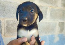 Abrigo de Animais promove feirinha de adoção neste sábado no Parque Shopping