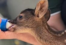 Presidente Prudente deve receber centro de reabilitação para animais silvestres após acordo entre MP e Governo de SP