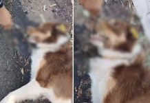 Polícia Civil investiga morte de cão comunitário encontrado com galho na boca em Caiuá