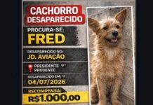 Dono oferece recompensa de R$ 1 mil por informações sobre cão desaparecido em Presidente Prudente