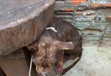 Homem é multado em R$ 3 mil por maus-tratos a cachorro em Presidente Prudente