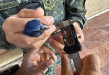 Homem é multado em R$ 1 mil por manter aves silvestres em cativeiro irregular em Presidente Prudente
