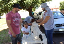 UVZ realiza plantão para exames de leishmaniose e microchipagem de cães neste sábado