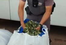 Mais de 300 kg de folhas de coca são apreendidos em ônibus na Raposo Tavares, em Regente Feijó