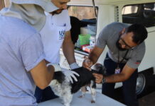 UVZ promove plantão de vacinação antirrábica para cães e gatos em Presidente Prudente