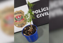 Polícia Civil apreende planta de maconha em residência de Pirapozinho