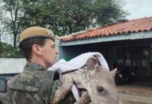 Filhote de anta é resgatado com fratura na pata em Planalto do Sul