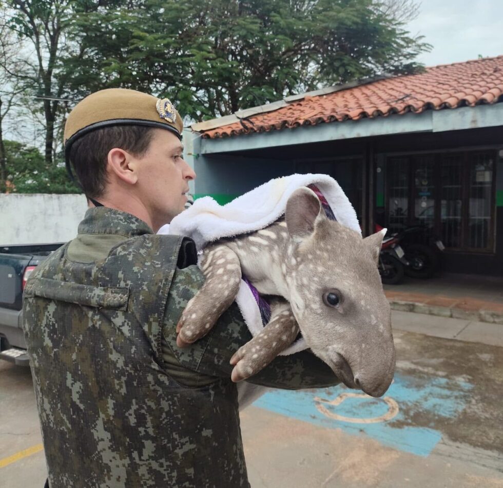 Filhote de anta é resgatado com fratura na pata em Planalto do Sul
