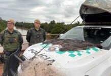 Pescador é multado em R$ 1,4 mil por capturar pintados abaixo do tamanho permitido