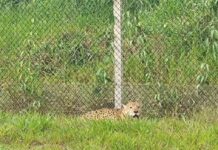 Onça-pintada é conduzida de volta ao Parque Estadual Morro do Diabo após ser vista na SP-613