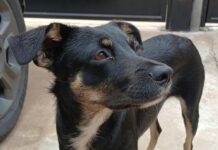Cachorrinha perdida é encontrada no Clube APEA e procura pelo dono