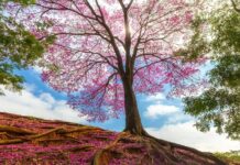 Semea abre inscrições para 9º Concurso Fotográfico “Árvores da Cidade”