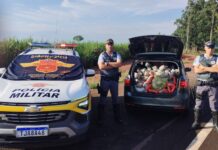 Polícia Rodoviária prende homem com mais de 426 kg de drogas e veículo furtado em Mirante do Paranapanema
