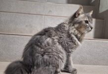 Gata é encontrada na Vila Cláudia Glória e procura-se pelo dono