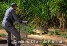 ASSISTA: Jacaré é capturado pelo Corpo de Bombeiros após ser visto andando por avenida em Prudente