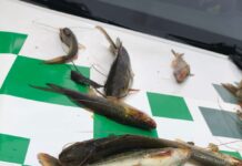 Polícia Militar Ambiental flagra pesca predatória em local proibido em Martinópolis