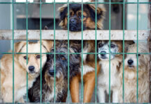 Projeto de proteção animal é aprovado por unanimidade em Álvares Machado
