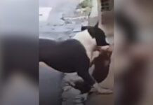 Cão de pequeno porte morre após ser atacado por pitbull em Teodoro Sampaio