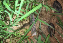 Homem é preso por homicídio após matar vítima a facadas em Presidente Venceslau