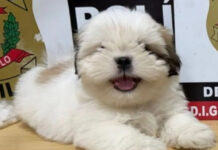 Polícia Civil localiza filhote de Shih-tzu desaparecido em Dracena