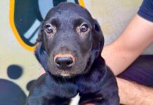 Abrigo de Animais e Parque Shopping Prudente realizam feira de adoção neste domingo (11)
