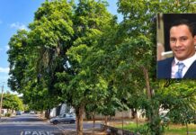 Vereador Edu da Padaria cobra retirada de árvores com risco de queda perto de escola e posto de saúde em Prudente