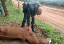 Quatro cavalos são resgatados em situação de maus-tratos e potro é encontrado morto em Osvaldo Cruz