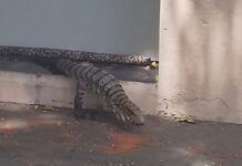 Teiú é resgatado após entrar em imóvel no bairro Cidade Universitária, em Presidente Prudente